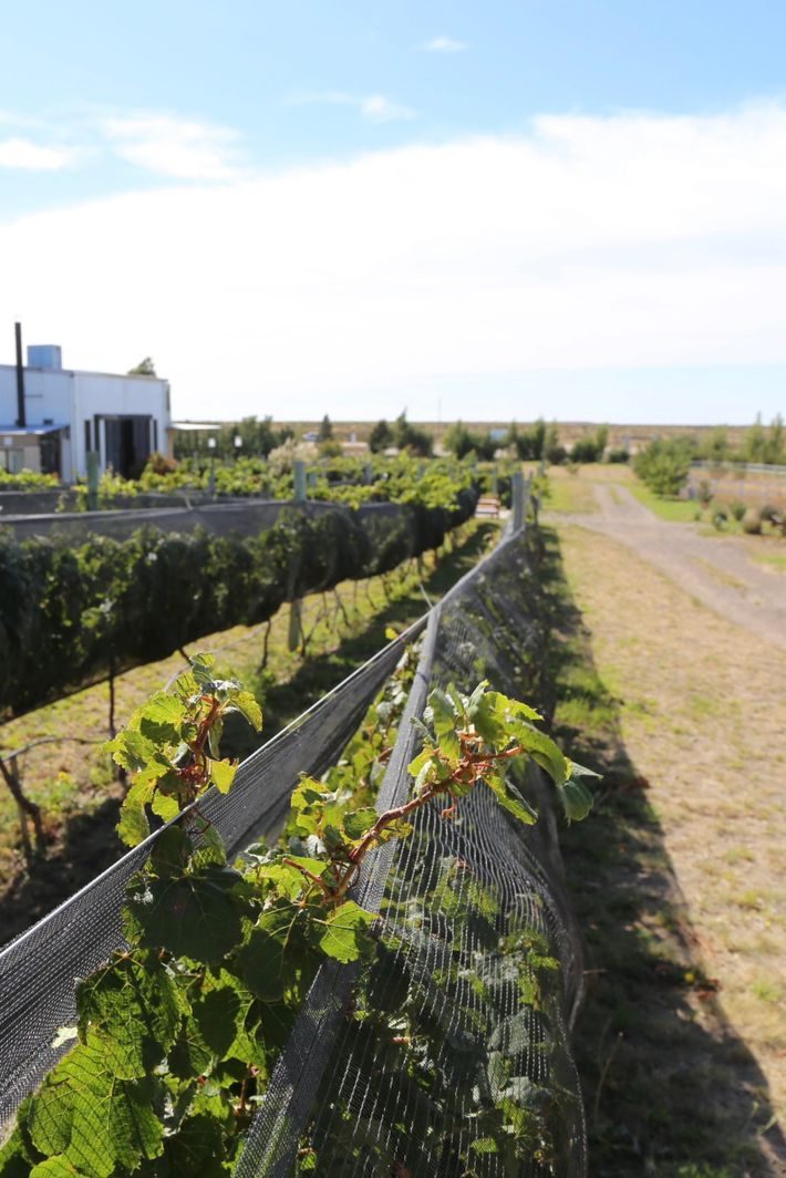 Filas de viñedos de Pinot Noir y Malbec en Finca Caballo Blanco