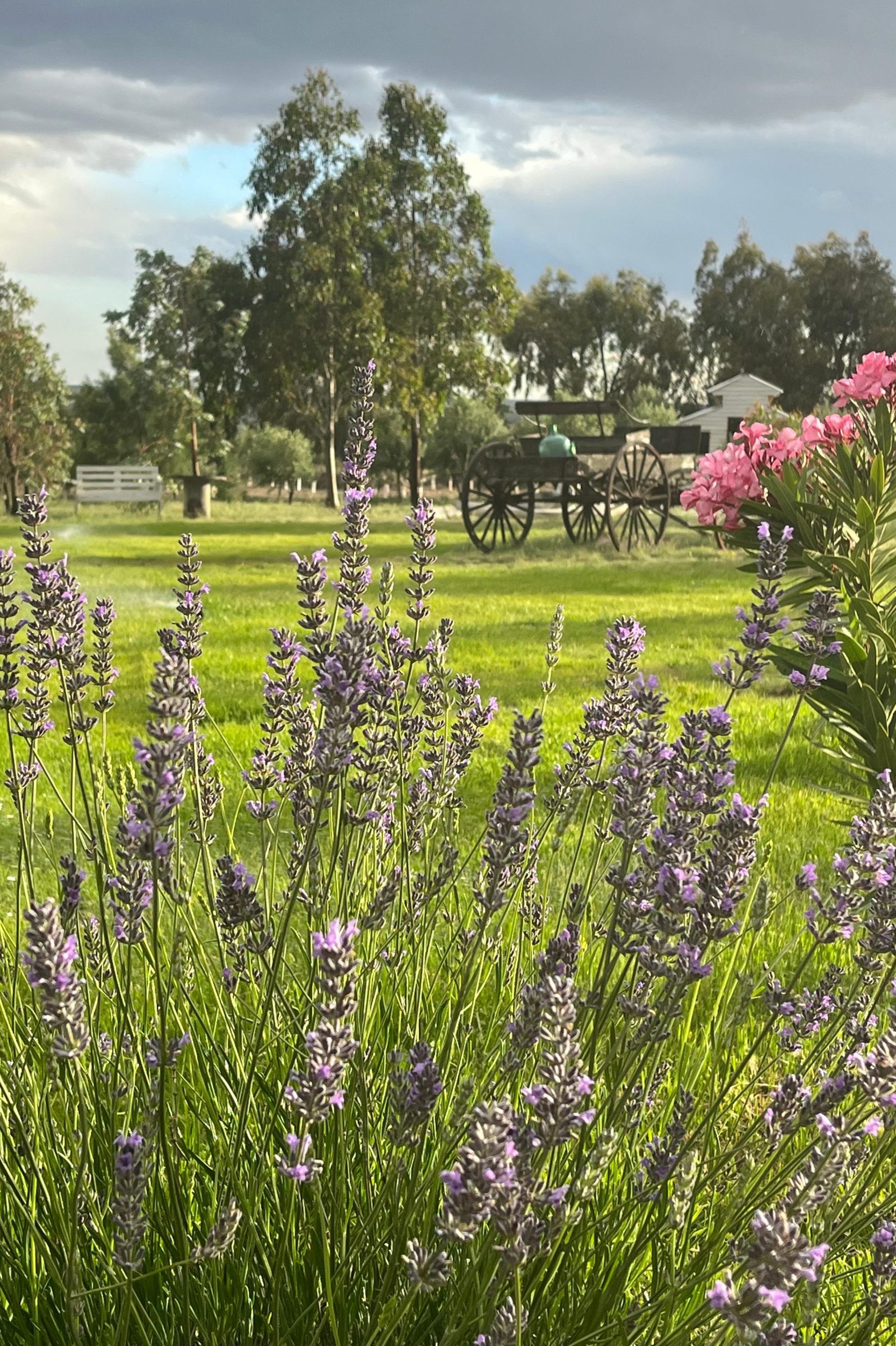 Paisaje de la estepa patagónica y viñedos