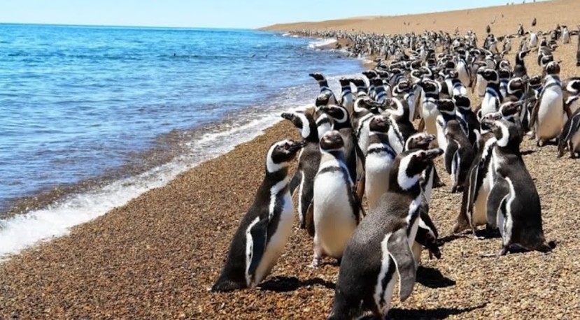 Pingüinos de Magallanes en Punta Tombo, cerca de la finca Caballo Blanco