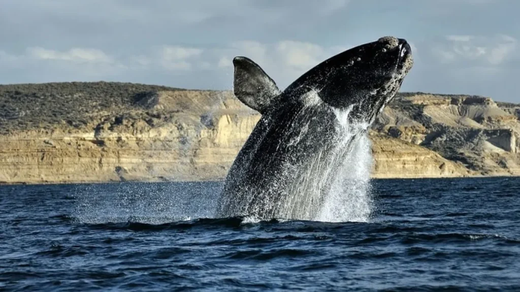 Ballena franca austral avistaje cerca de la costa de Puerto Madryn