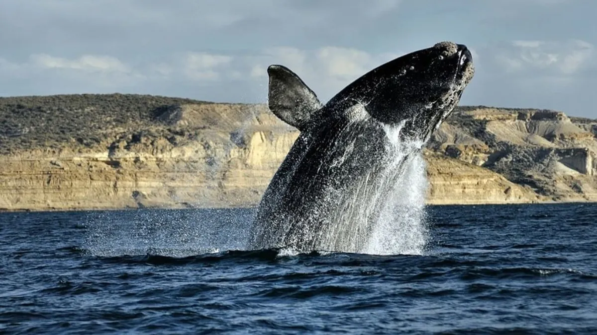 Ballena franca austral avistaje cerca de la costa de Puerto Madryn