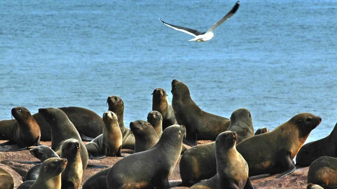 avistaje de lobos marinos en la costa patagonica de Puerto Madryn